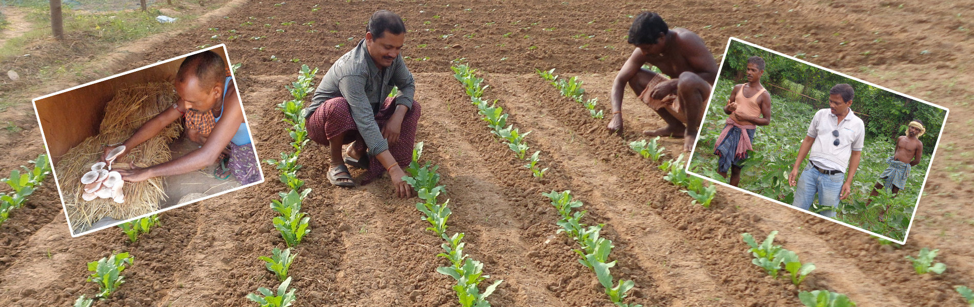Agri Based Livelihood